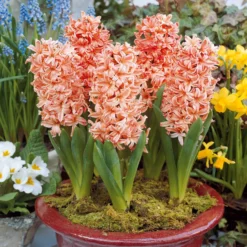 Hyazinthe 'Gipsy Queen' (x6) - Lachsfarbener Duft im Frühling