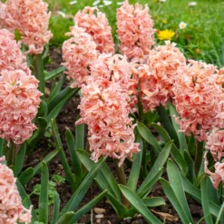 Hyazinthe 'Gipsy Queen' (x6) - Lachsfarbener Duft im Frühling
