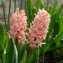 Hyazinthe 'Gipsy Queen' (x6) - Lachsfarbener Duft im Frühling