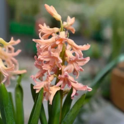 Hyazinthe 'Gipsy Queen' (x6) - Lachsfarbener Duft im Frühling