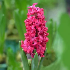 Hyazinthe 'Jan Bos' (x6) - Fuchsia-Duft im Frühling