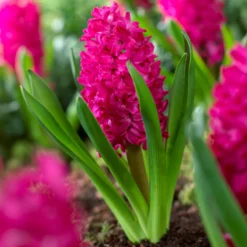 Hyazinthe 'Jan Bos' (x6) - Fuchsia-Duft im Frühling