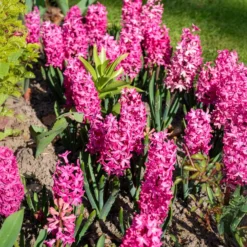 Hyazinthe 'Jan Bos' (x6) - Fuchsia-Duft im Frühling