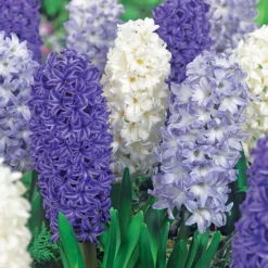 Hyazinthen weiß-blau Mischung (x9) - Frühlingsduft in Blau-Weiß