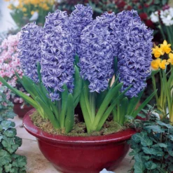 Hyazinthe 'Ostara' (x6) - Blau, duftend, kinderleicht