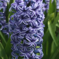 Hyazinthe 'Rembrandt' (x5) - Duft und Farbe im Frühling