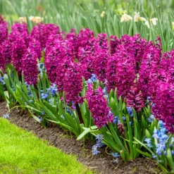 Hyazinthe 'Woodstock' (x6) - Kräftiges Violett, das auffällt