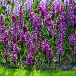 Hyazinthe 'Woodstock' (x6) - Kräftiges Violett, das auffällt