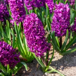 Hyazinthe 'Woodstock' (x6) - Kräftiges Violett, das auffällt
