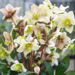 Hybrid-Helleborus Emma - Blüten mitten im Winter