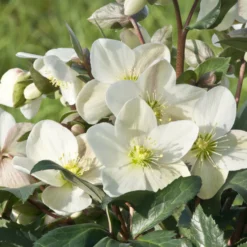 Hybrid-Helleborus Emma - Blüten mitten im Winter