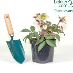 Hybrid-Helleborus Emma - Blüten mitten im Winter