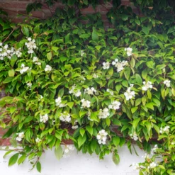 Immergrüne Kletter-Hortensie - Grüne Wand das ganze Jahr