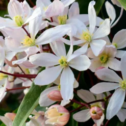 Immergrüne Waldrebe 'Apple Blossom' - Blüten schon im Februar