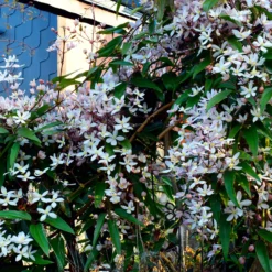 Immergrüne Waldrebe 'Apple Blossom' - Blüten schon im Februar