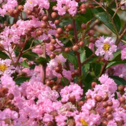 Indianer Flieder Eveline - Sommerblüte ohne Aufwand