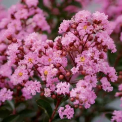 Indianer Flieder Eveline - Sommerblüte ohne Aufwand