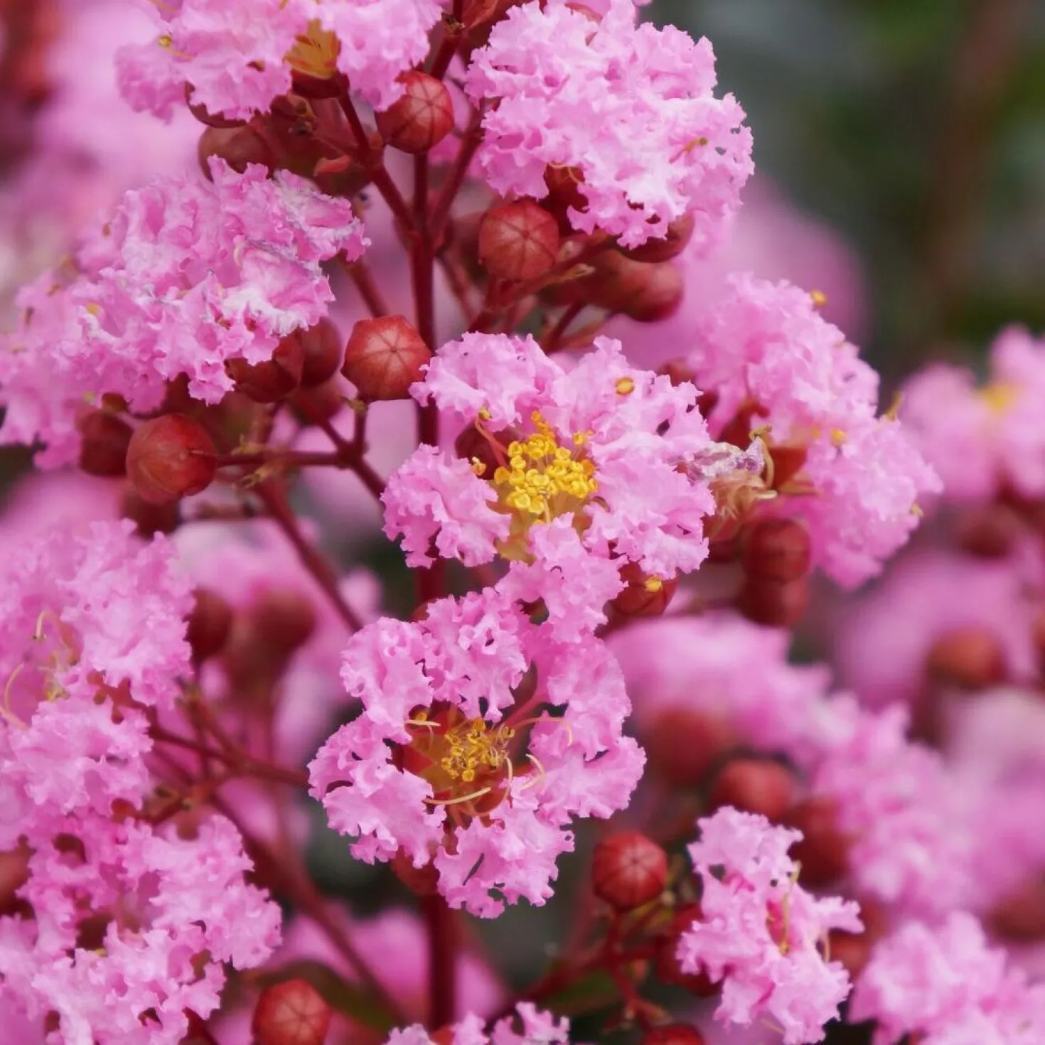 Indianer Flieder Eveline - Sommerblüte ohne Aufwand