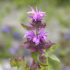 Indianernessel 'Aquarius' - Bienenmagnet in Violett