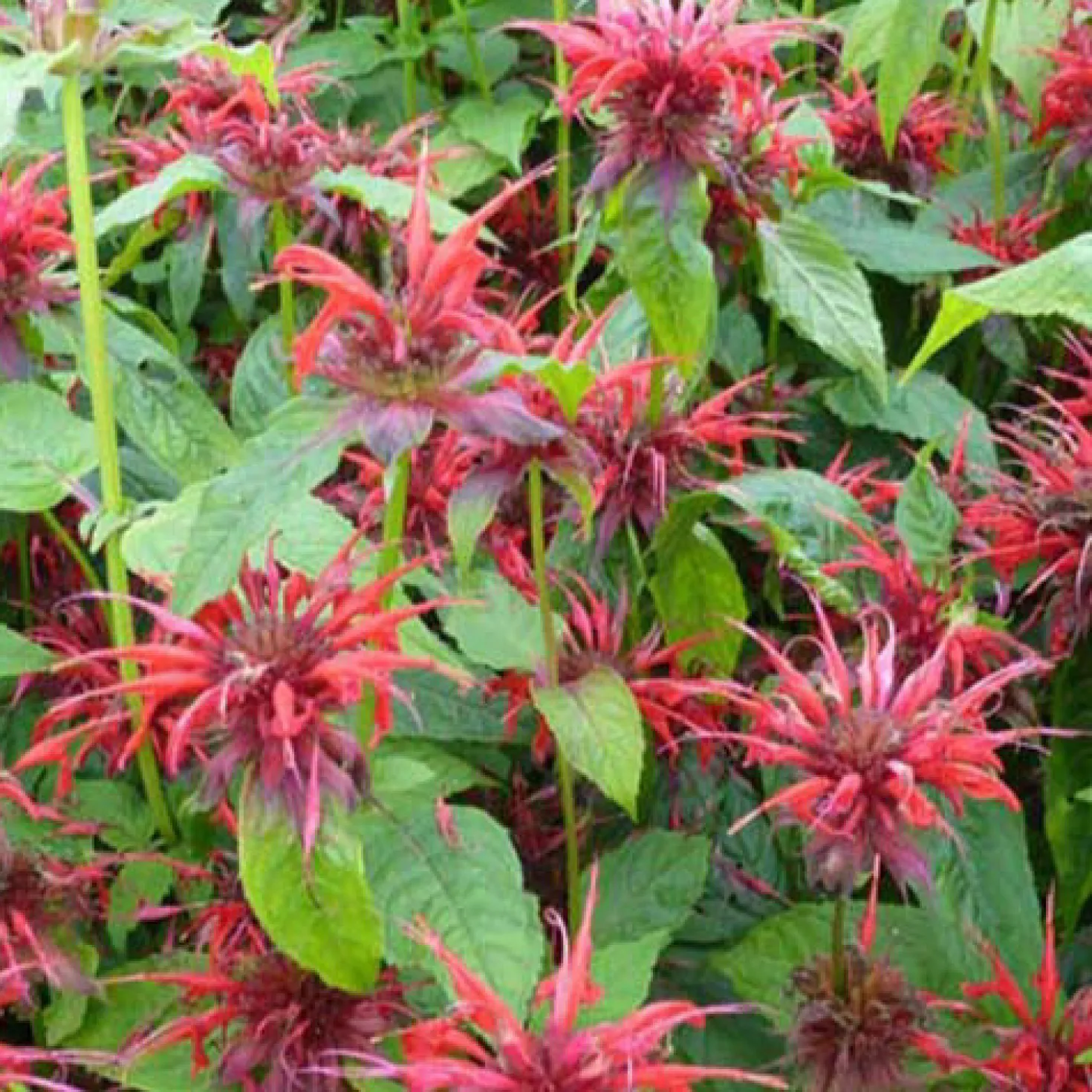 Indianernessel 'Cambridge Scarlet' - Feuerrote Blüten voller Leben