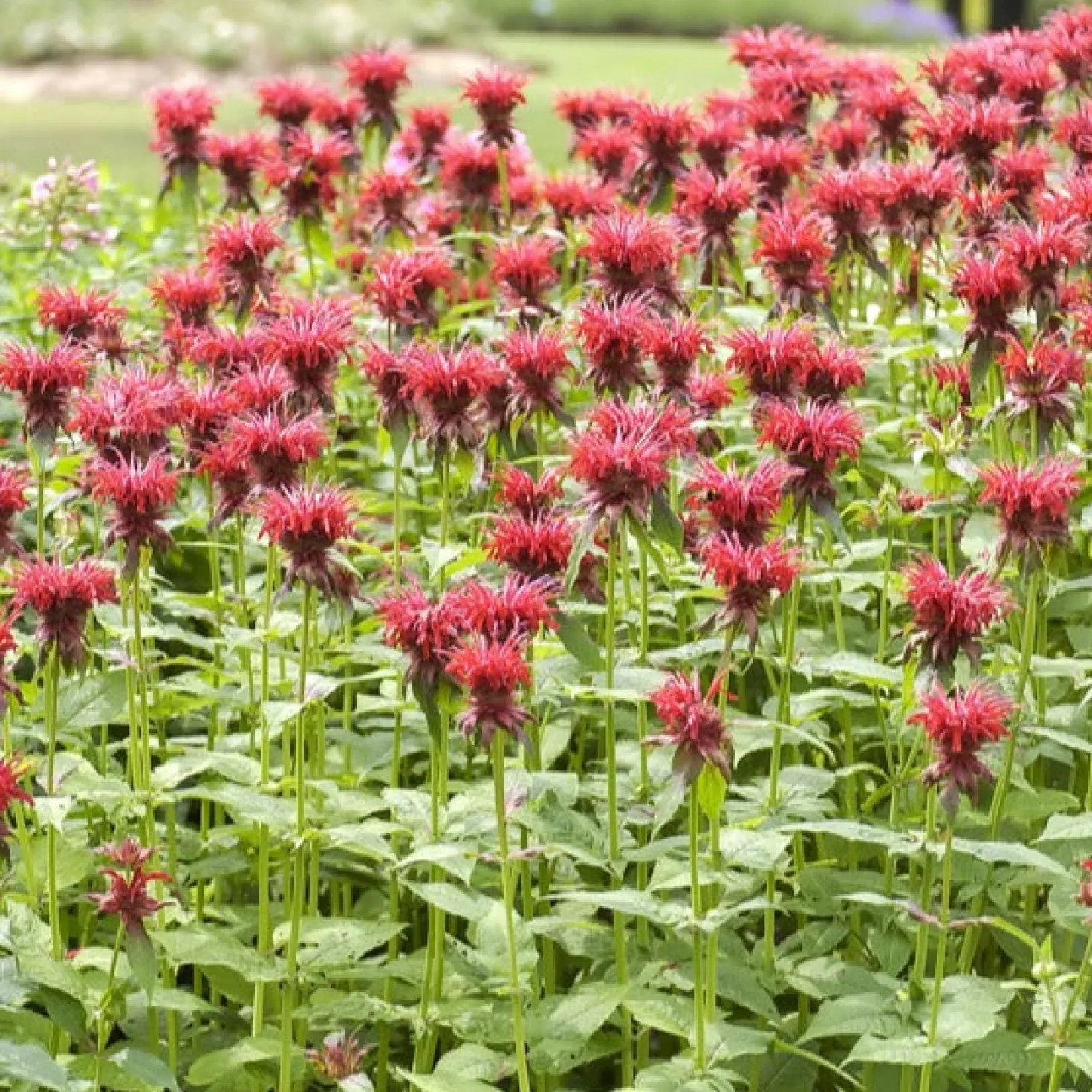 Indianernessel 'Cambridge Scarlet' - Feuerrote Blüten voller Leben