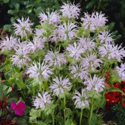Indianernessel 'Fishes' - Bienenmagnet in Rosa