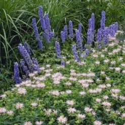 Indianernessel 'Fishes' - Bienenmagnet in Rosa