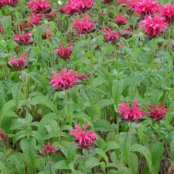 Indianernessel Mahogany - Rot blüht, Bienen liebt es