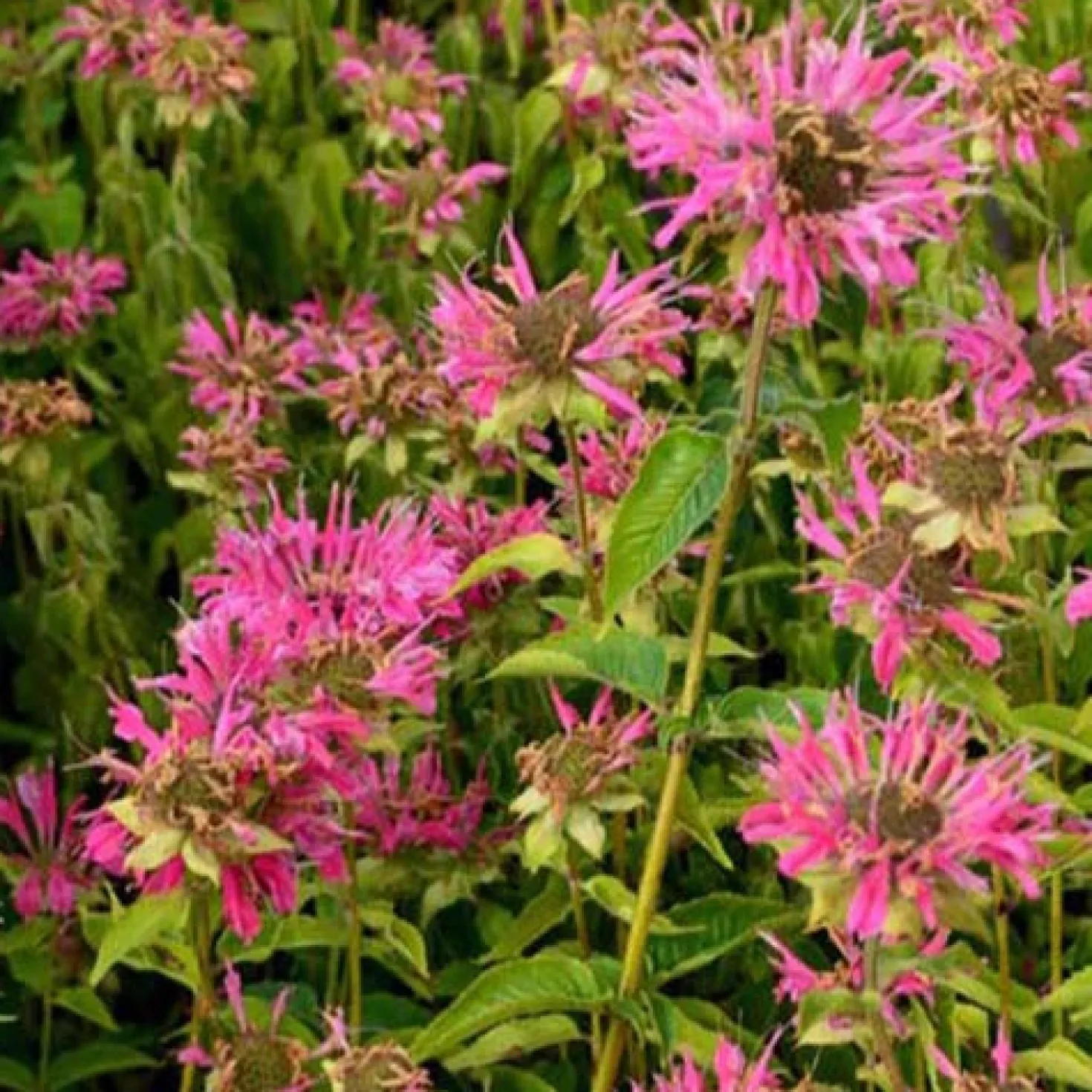 Indianernessel ‘Marshall’s Delight’ - Rosa Blüten voller Bienen