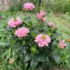 Indianernessel Sugar Buzz Pink Frosting - Ein Blütentraum in Rosa