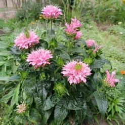Indianernessel Sugar Buzz Pink Frosting - Ein Blütentraum in Rosa
