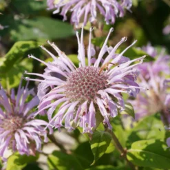 Indianernessel Wilde Bergamotte - Bienenmagnet mit Duft
