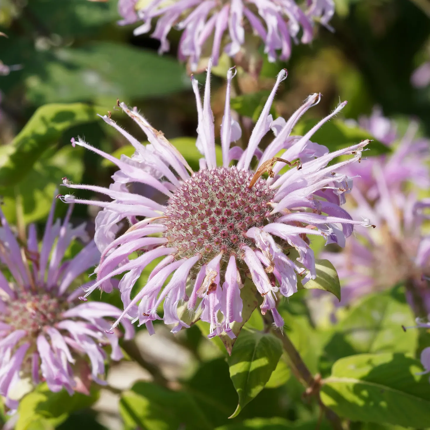 Indianernessel Wilde Bergamotte - Bienenmagnet mit Duft