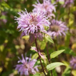 Indianernessel Wilde Bergamotte - Bienenmagnet mit Duft