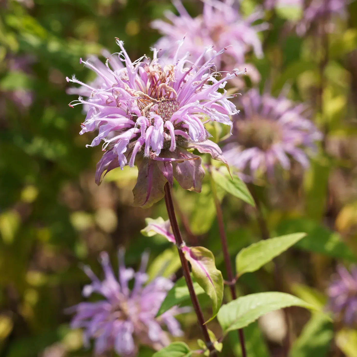 Indianernessel Wilde Bergamotte - Bienenmagnet mit Duft
