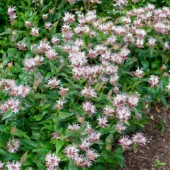 Indianernessel Wilde Bergamotte - Bienenmagnet mit Duft