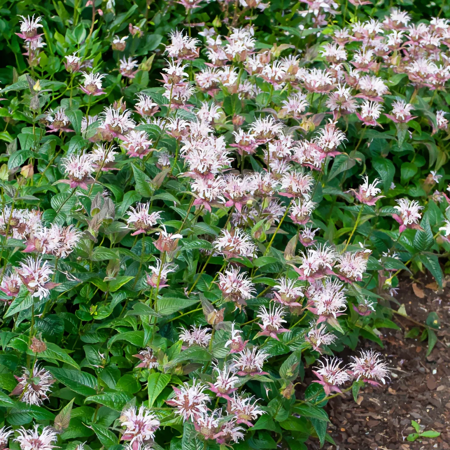 Indianernessel Wilde Bergamotte - Bienenmagnet mit Duft