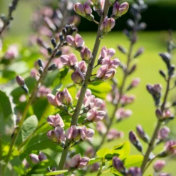 Indigo-Lupine Decadence Pink Truffles - Rosa Blüten, null Aufwand