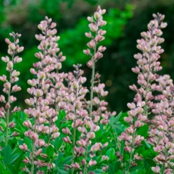 Indigo-Lupine Decadence Pink Truffles - Rosa Blüten, null Aufwand