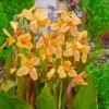 Indisches Blumenrohr Angel Martin - Exotik im eigenen Garten