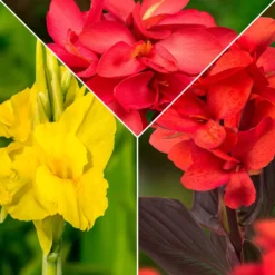 Indisches Blumenrohr Mischung (x5) - Tropenfeeling im Garten