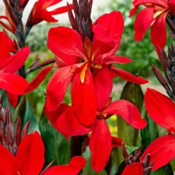 Indisches Blumenrohr 'Red Futurity' (x2) - Feuriges Rot den ganzen Sommer