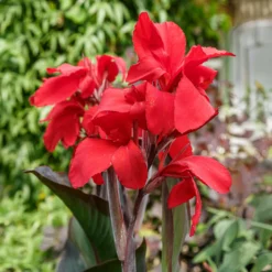 Indisches Blumenrohr 'Red Futurity' (x2) - Feuriges Rot den ganzen Sommer