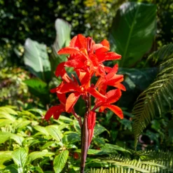 Indisches Blumenrohr Tropicana - Tropenfeeling im Garten