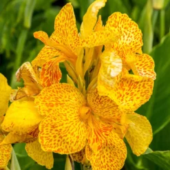 Indisches Blumenrohr 'Tropical Yellow' (x2) - Tropenflair für den Garten