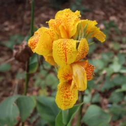 Indisches Blumenrohr 'Tropical Yellow' (x2) - Tropenflair für den Garten