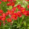Inkalilie - Alstroemeria Majestic Liré - Wochenlang frische Blüten