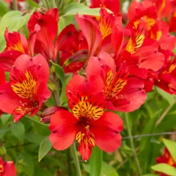 Inkalilie - Alstroemeria Majestic Liré - Wochenlang frische Blüten