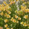 Inkalilie - Alstroemeria Majestic Layon - Sonnengelb den ganzen Sommer