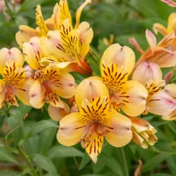 Inkalilie - Alstroemeria Majestic Layon - Sonnengelb den ganzen Sommer